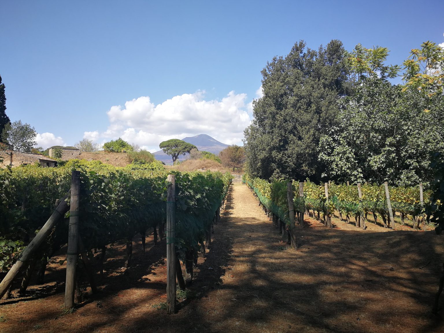 Vineyards Rome Vinum Romanum: The Role of Wine in Ancient Rome - THE HISTORY AVENUE